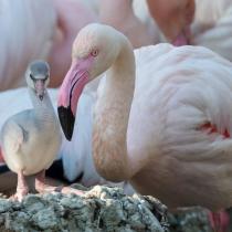 Flauschiger Flamingo-Nachwuchs im Tiergarten Schönbrunn