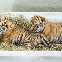Aufzucht von zwei Tiger-Babies im Tiergarten Schönbrunn
