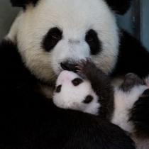 Panda-Babies vom Zoo Berlin: Kuscheln mit Mama