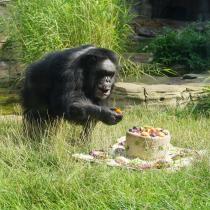 Schimpanse Max wird mit einer Reistorte zum 55. Geburtstag beschenkt