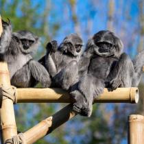 Silbergibbon-Familie im Tierpark Hellbrunn erhält eine neue Aussenanlage